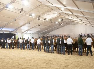 Concours National Limousin 2018